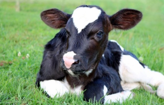 NEM MINDEN ARANY FÉNYLIK