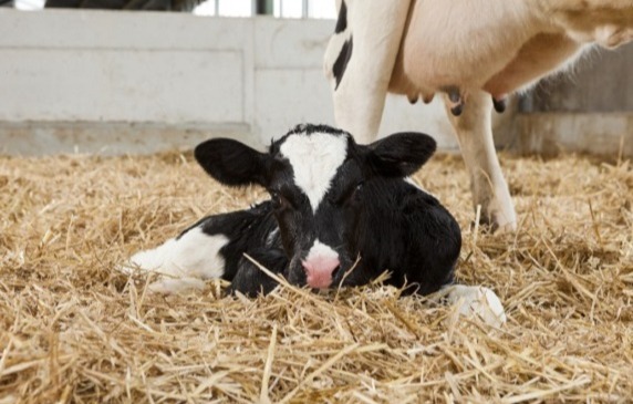 A TEJPÓTLÓ TÁPSZEREK MINŐSÉGE II.