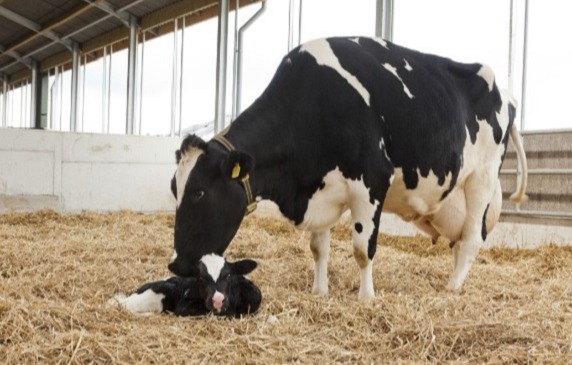 Epigenetika a borjúnevelésben