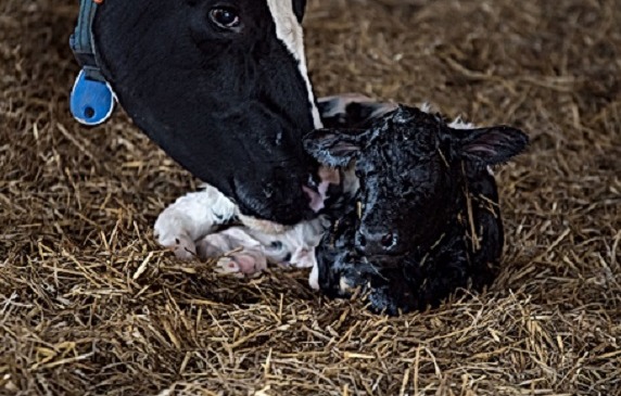 A borjú jó indításának egyik alappillére